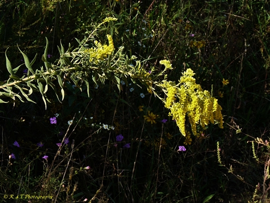 {Solidago altissima}